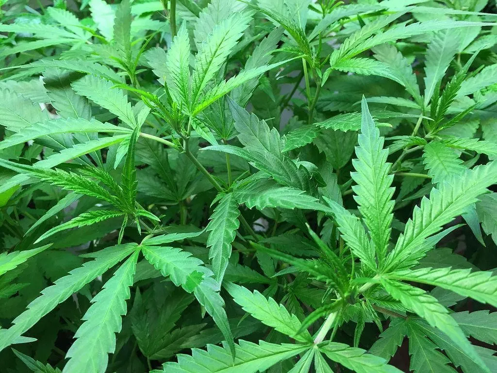 House Bill 420: NKY rep aims to legalize recreational marijuana
